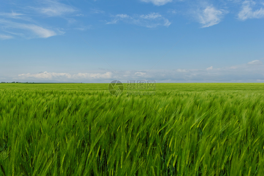 蓝云天空下的小麦田农场农业草原农田草地蓝色天气风景季节牧场图片