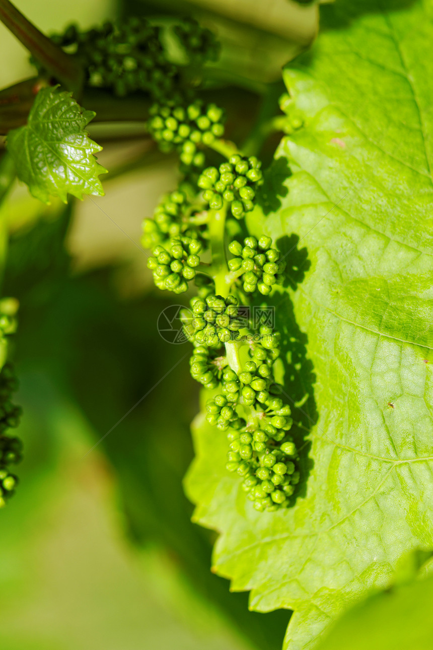 婴儿绿葡萄饮料树叶植物小吃农场浆果酒厂葡萄园藤蔓生产图片