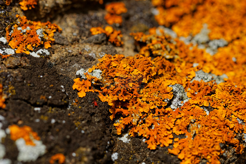 蘑菇在岩石上黄色植物蔬菜宏观植物群图片