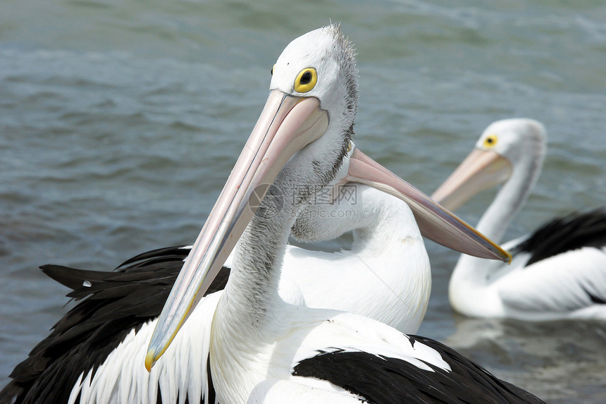 澳大利亚Pelican岛 袋鼠岛旅行假期黑色野生动物白色图片
