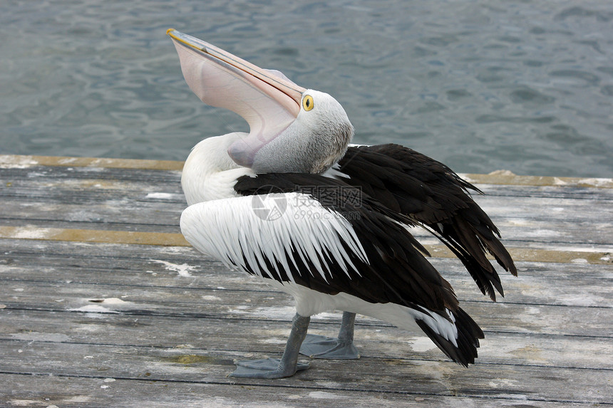澳大利亚Pelican岛 袋鼠岛黑色假期白色野生动物旅行图片
