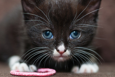 小猫咪黑色玩具白色眼睛毛皮胡须蓝色粉色背景图片