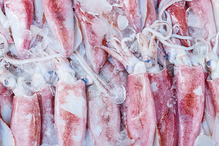市场上的新鲜鱿鱼触手钓鱼动物眼睛海洋头足类海鲜软体美食烹饪背景图片