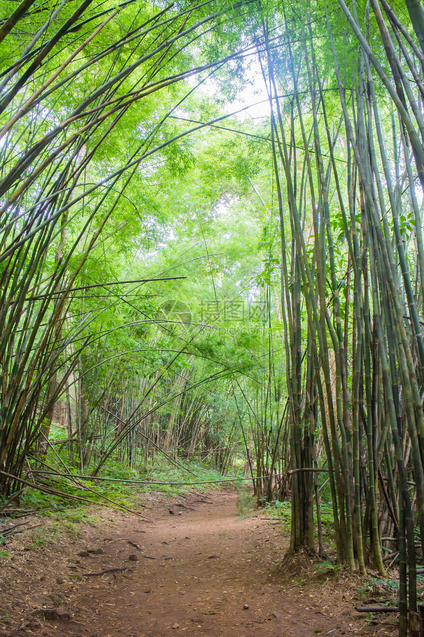 竹木林小路竹子气候热带公园绿色植物森林植物群木头生态图片