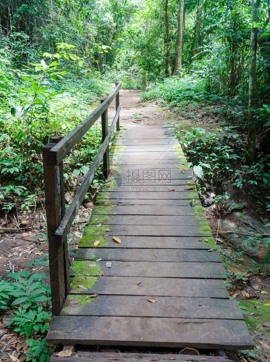 森林中的木林桥植物风景生长旅行场景城市叶子岩石瀑布美丽图片