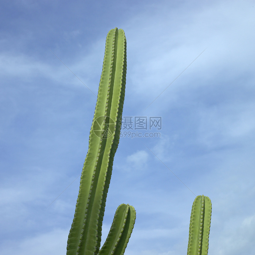 绿仙人掌晴天多云沙漠脊柱蓝色阴影绿色植物植物植被色调图片