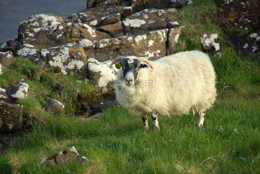 在苏格兰牧场上撒羊好奇心地区场地季节农场宠物白色哺乳动物旅行母羊图片