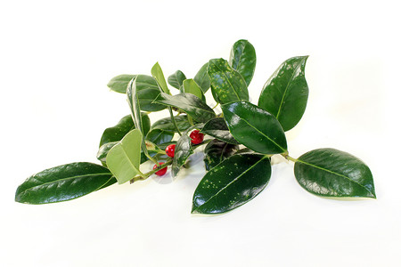 因莱历白色绿色珠宝树枝水果浆果植物树叶灌木红色背景图片