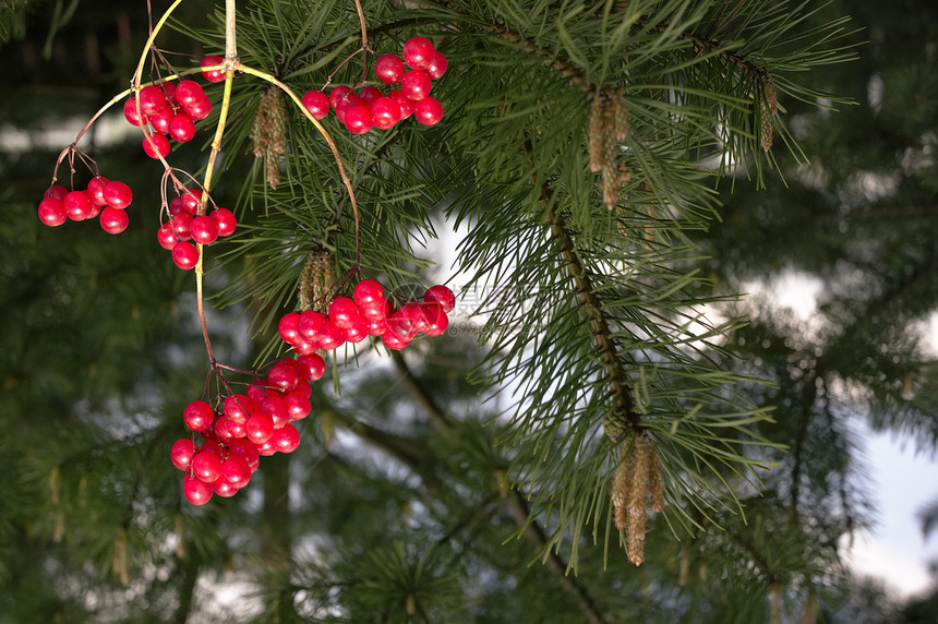 秋季背景红色公园黄色新年植物群季节叶子墙纸山灰木头图片