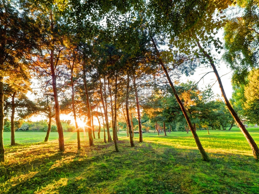 夏末秋日落 在公园里风景场景晴天叶子草地阳光太阳光线橙子森林树木图片