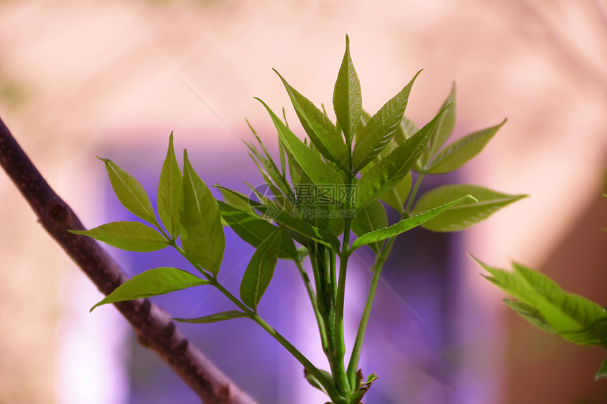 粉红背景的绿草图片