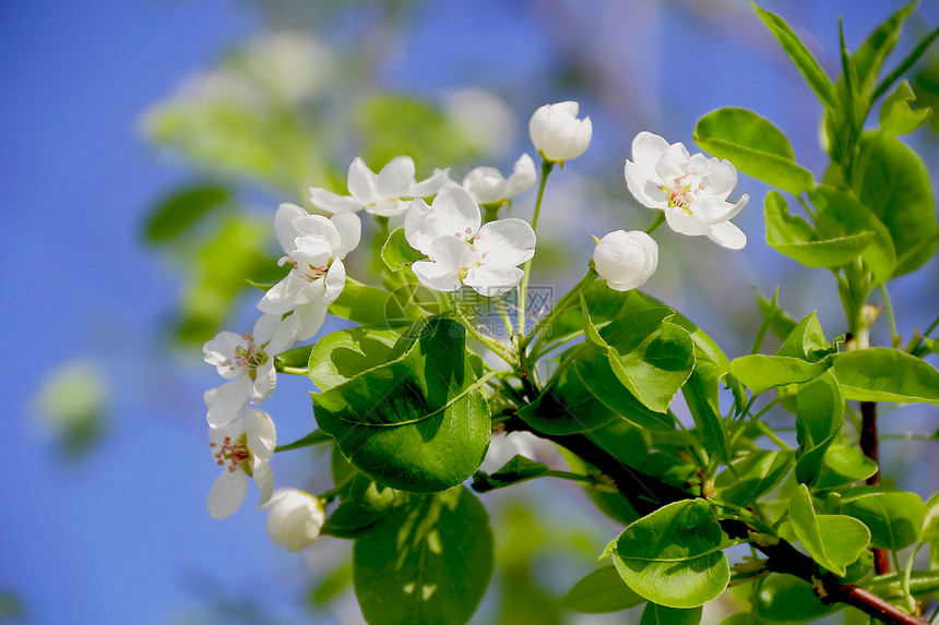 绿色树枝 带白苹果花果园叶子白色植物花瓣树叶图片