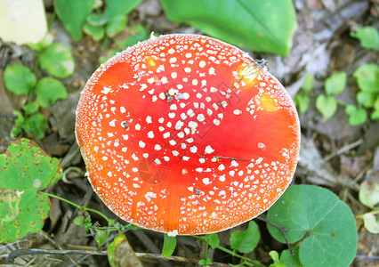 蘑菇底部大红苍蝇季节木头食物树叶苔藓魔法植物危险生物宏观背景