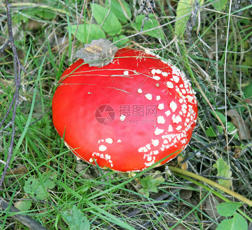 大红苍蝇季节画报伞菌苔藓生物危险魔法宏观树叶生物学图片