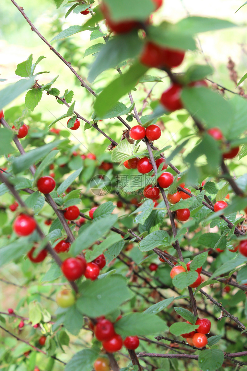 树枝上印着普鲁努斯图门托萨的红色红莓图片