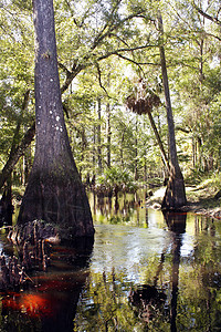 单宁酸热带河中的挤压树(4)背景