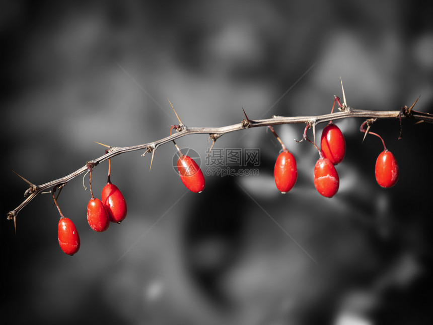 横莓衬套小檗植物食物水果红色浆果图片
