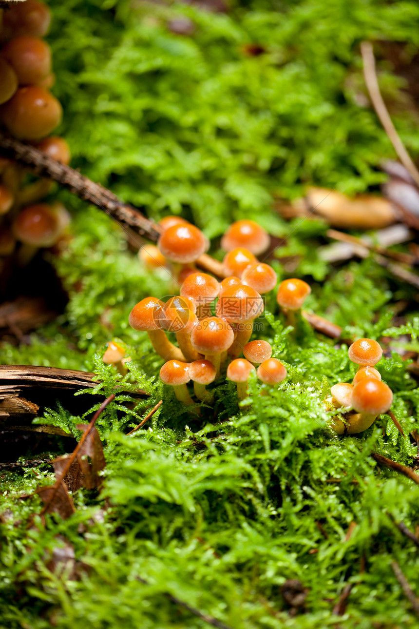林中棕色蘑菇组 秋天室外木头苔藓森林宏观植物菌类食物环境季节蔬菜图片