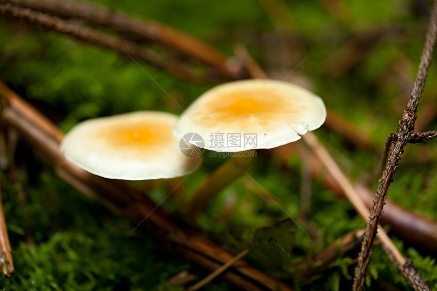 棕色蘑菇秋季户外大型闭合植物菌类地球地面橙子食物木头苔藓蔬菜荒野图片