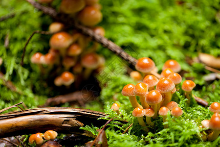 林中棕色蘑菇组 秋天室外苔藓团体季节菌类森林荒野植物宏观木头蔬菜背景