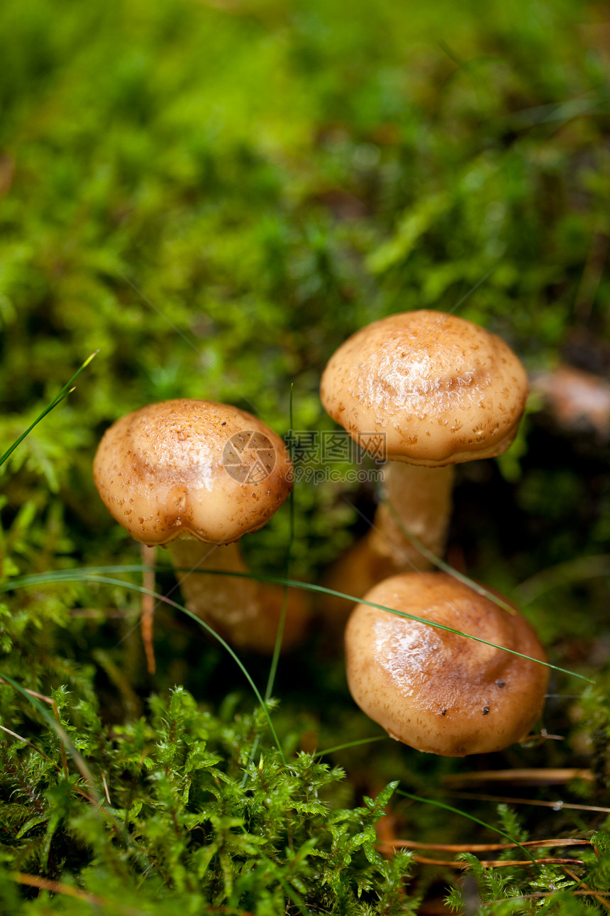 棕色蘑菇秋季户外大型闭合宏观团体蔬菜孢子植物荒野季节食物木头地球图片