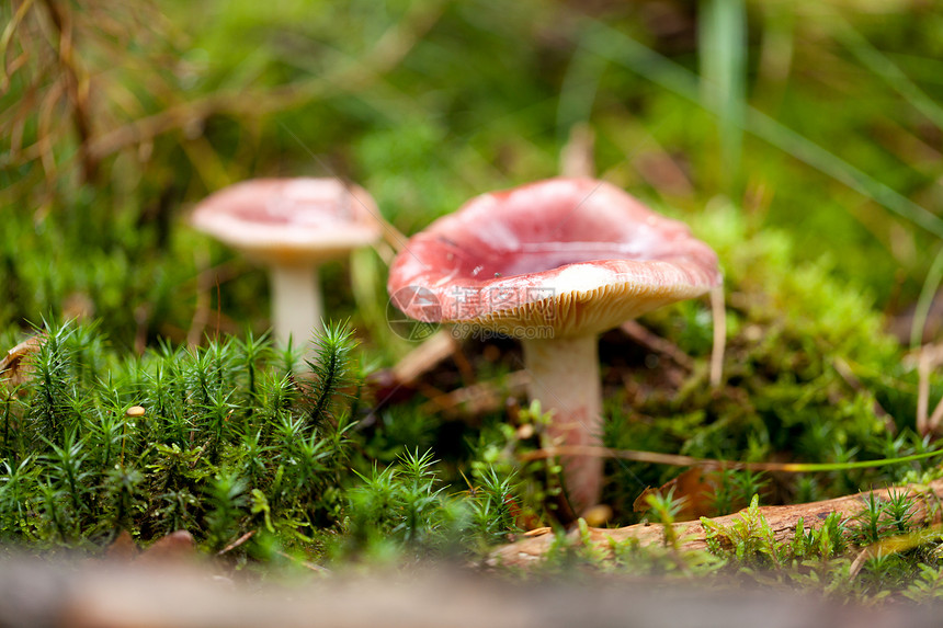 棕色蘑菇秋季户外大型闭合食物菌类孢子植物苔藓地面宏观木头荒野团体图片
