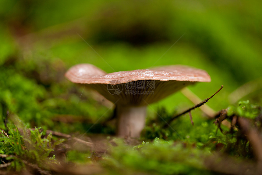 棕色蘑菇秋季户外大型闭合食物植物群地球宏观菌类植物团体苔藓蔬菜橙子图片