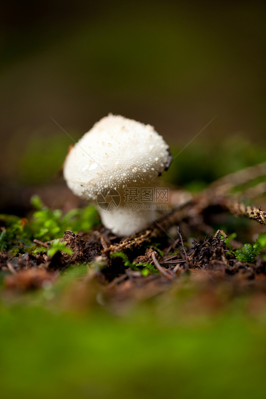 棕色蘑菇秋季户外大型闭合苔藓地面菌类食物宏观团体孢子植物群荒野木头图片