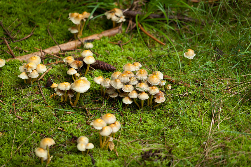 棕色蘑菇秋季户外大型闭合蔬菜季节孢子食物苔藓地球宏观植物团体橙子图片