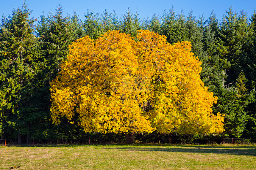秋色独特季节性树木橙子叶子黄色树叶颜色美丽季节图片