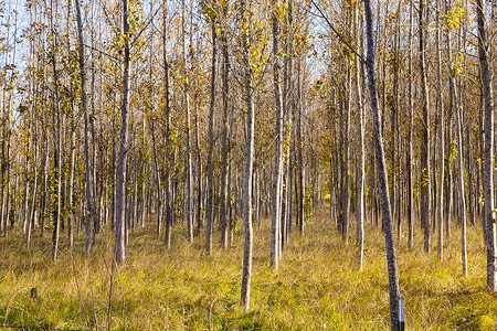 瀑布颜色树农场林场美丽季节橙子叶子树木季节性黄色树叶背景图片