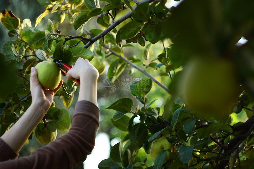 从树上取出新鲜的果实农业男性花园农民女士场地农场保健生产食物图片