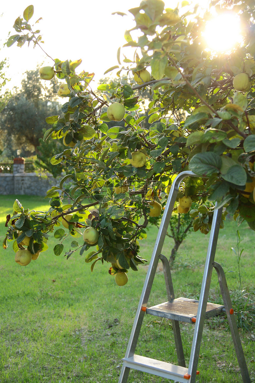 采摘树木的果实绿色农场快乐食物水果花园季节女孩楼梯图片