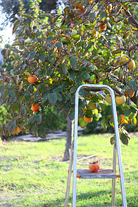 采摘树木的果实柿子农场食物水果女孩绿色季节花园楼梯快乐背景图片