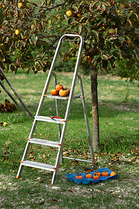 采摘树木的果实花园柿子楼梯季节快乐食物农场女孩水果绿色背景图片