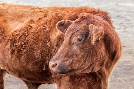 年轻的红牛背景图片