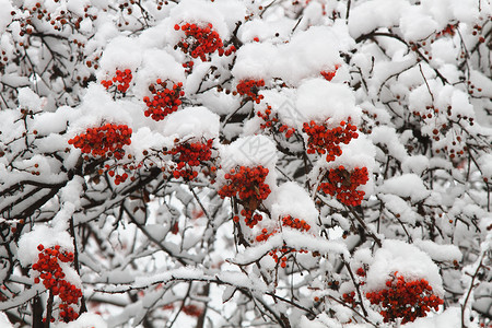 雪莓娘罗旺语Name季节树木衬套白色森林浆果水果红色背景