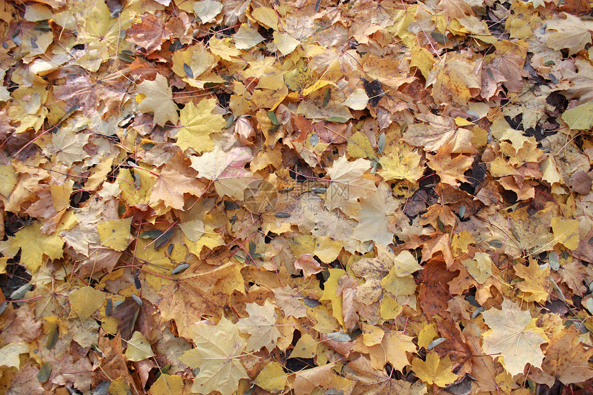 有叶子的秋季公园装饰庆典森林展示地面植物学风格季节橙子黄色图片
