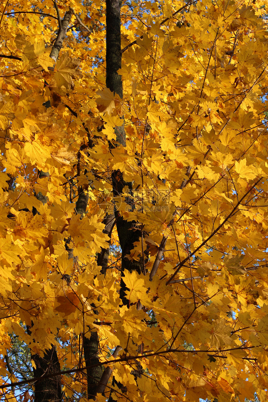 树上黄秋叶公园季节展示装饰橙子森林风格黄色叶子天空图片