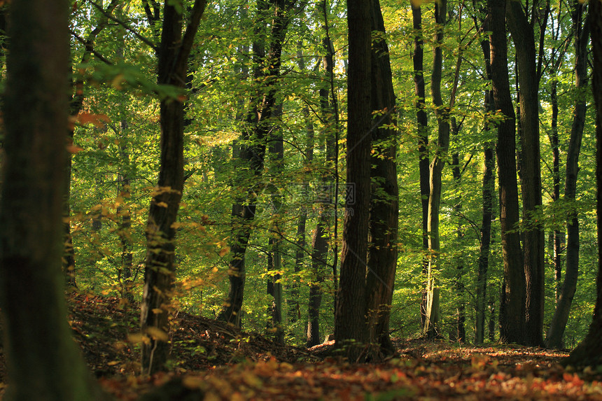 秋季森林绿色阳光农村石头墙纸树木蕨类荒野季节棕色图片