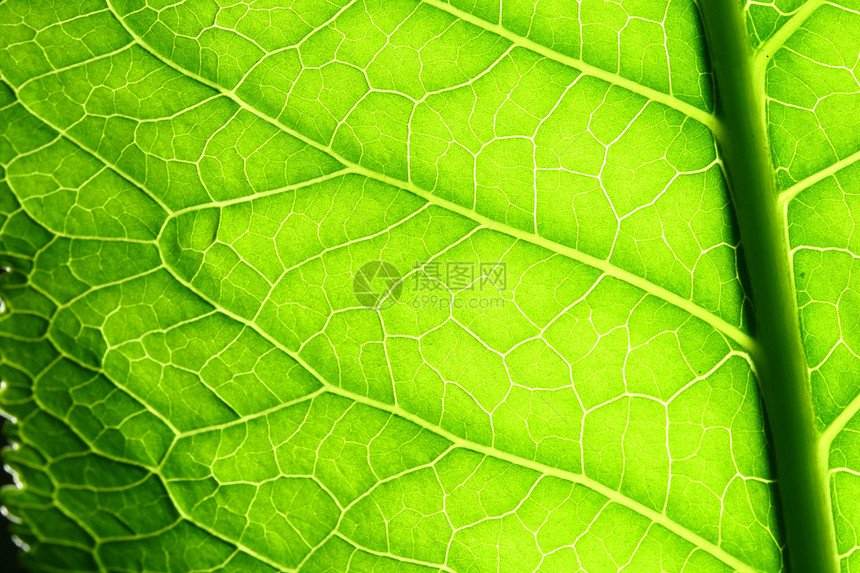 绿叶静脉花园阳光异国植物群草本植物情调桦木网格叶子绿色图片