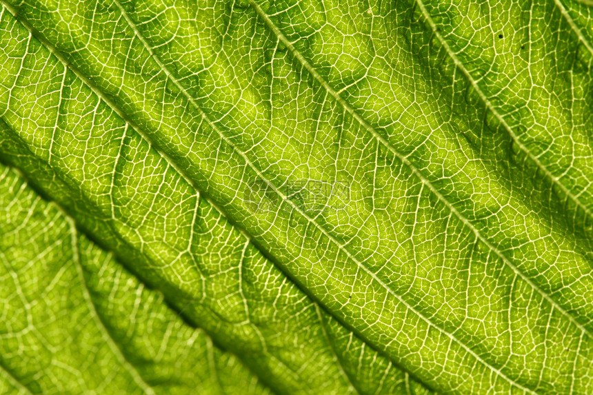 绿叶静脉阴影生长床单草本植物生活森林植物学植物植物群网格图片