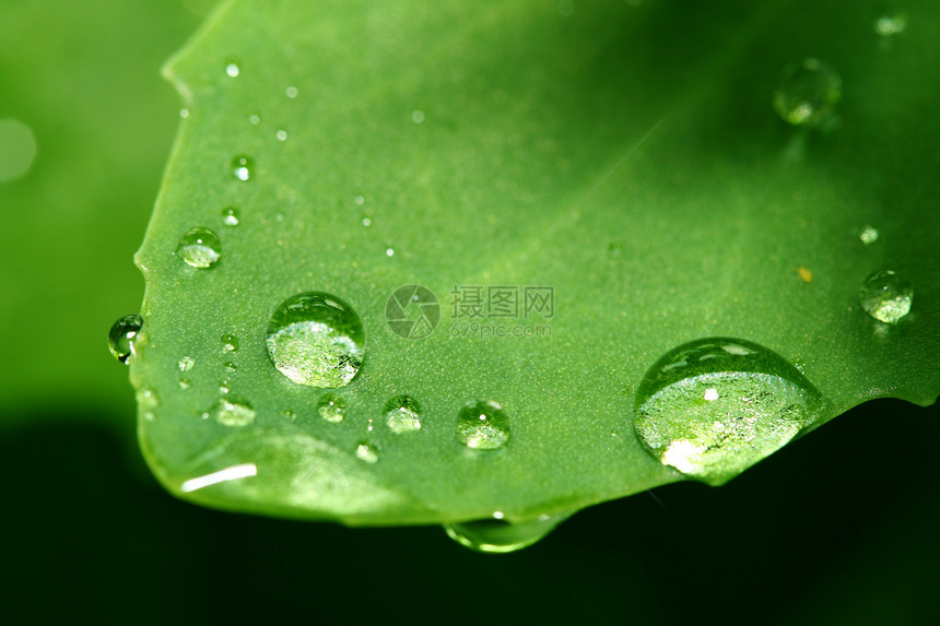 自然自流水露珠雨滴宏观草地环境液体绿色生长叶子天气图片