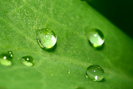 自然自流水绿色叶子雨滴天气露珠环境宏观草地生活生长背景图片