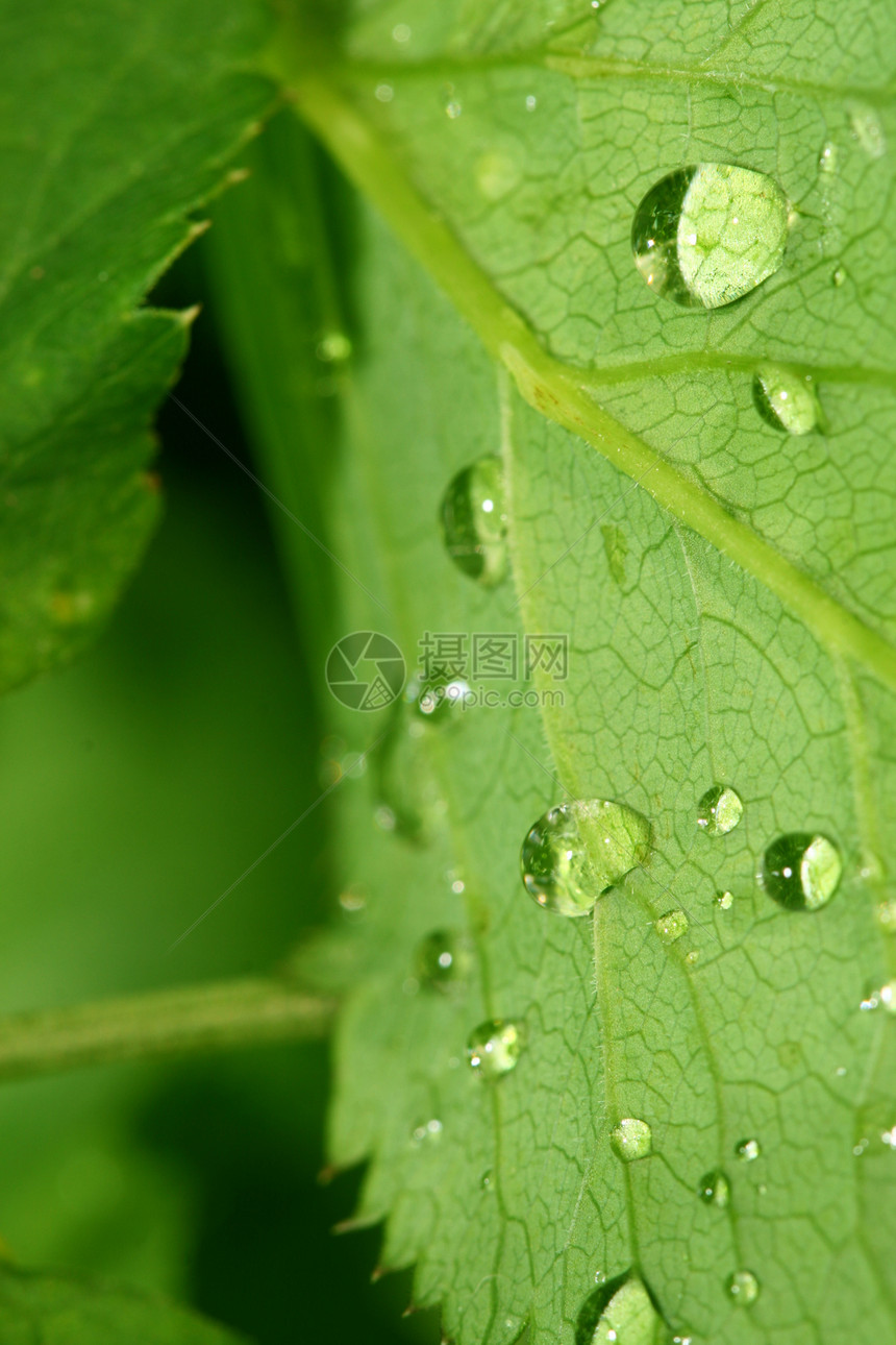 自然自流水生长雨滴露珠天气绿色草地液体宏观水滴生活图片