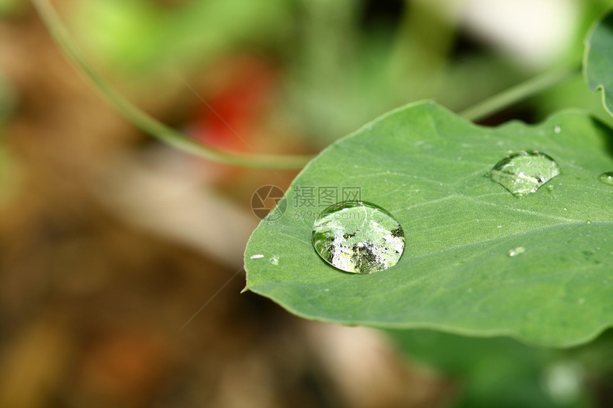 自然自流水雨滴叶子宏观绿色水滴草地露珠天气环境生活图片