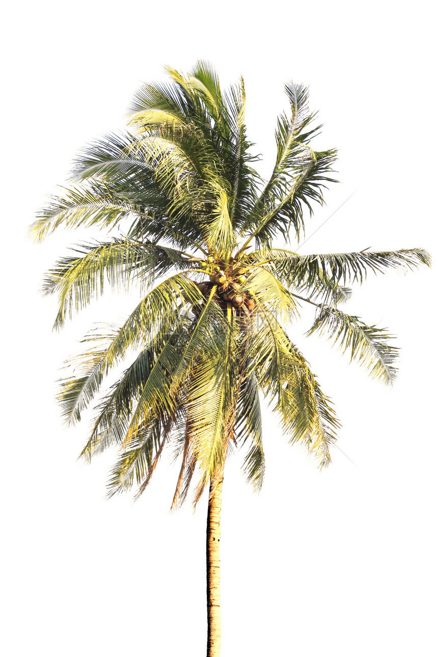 椰子棕榈树绿色树叶生长白色植物椰子气候热带植物学植物群图片