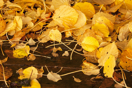 黄黄海红树叶绣球花甲板花园地面地毯阳台树叶露台背景图片