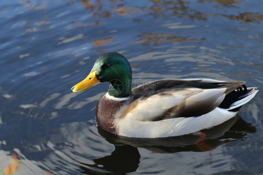 野鸭 鸭动物猎人绿色游泳黄色手掌移民池塘图片