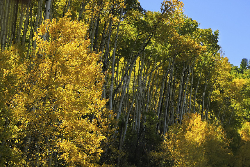 科罗拉多圣胡安国家森林 秋色的阿斯彭树森林绿色风景橙子天空蓝色松树地区性荒野颤木图片